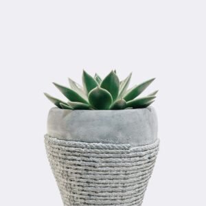 Green Lotus Succulent