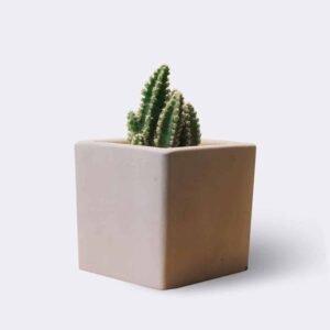 ZZ Plant