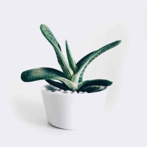 Boncellensis Succulent