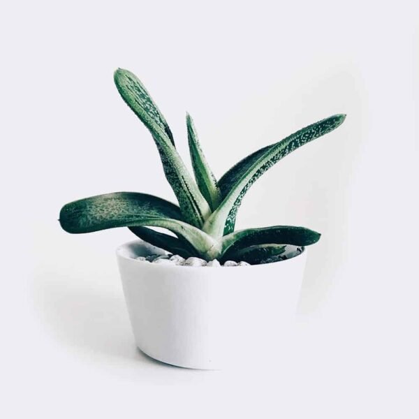 Boncellensis Succulent