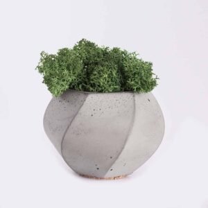 Snake Plant